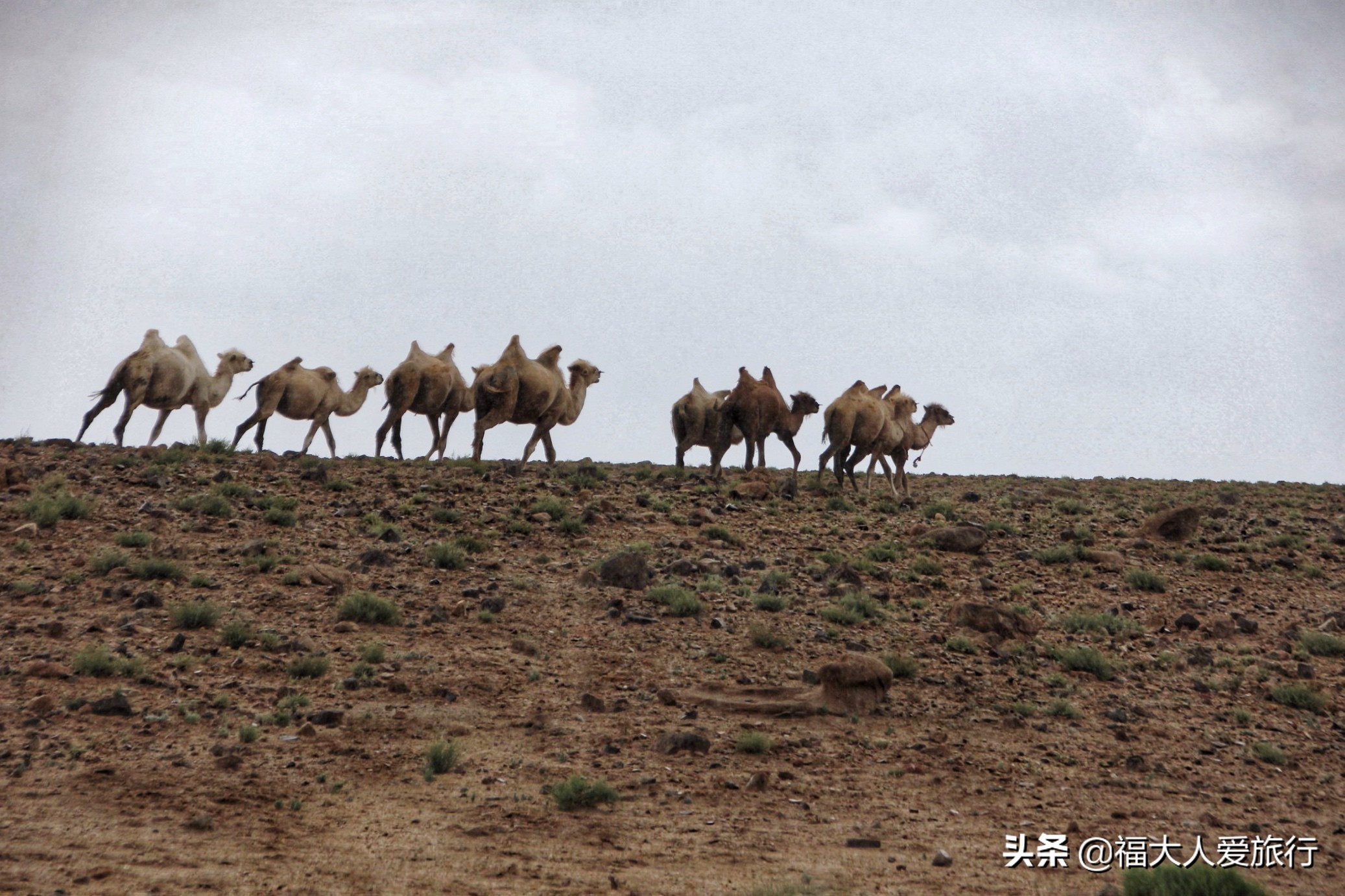 内蒙古阿拉善草原七天自驾游攻略,内蒙古戈壁自驾游
