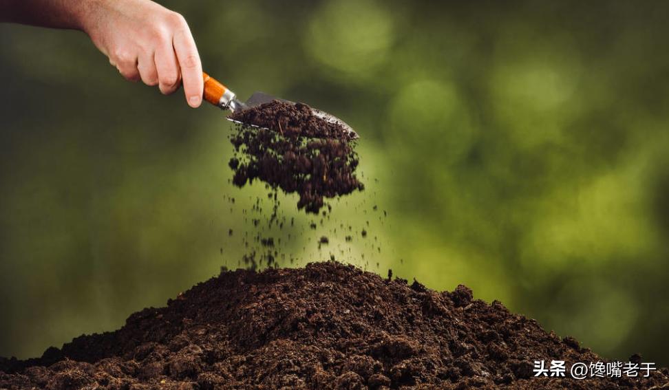 车厘子和樱桃的价格区别大吗,车厘子和樱桃的价格区别图片