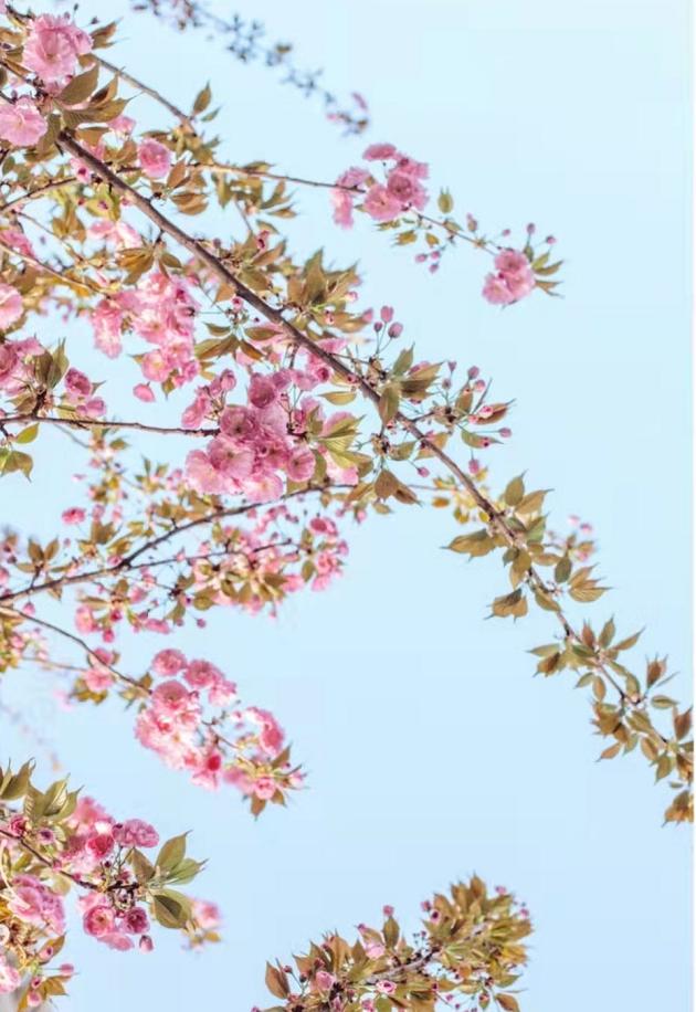 西安桃花观赏最佳地点,西安桃花潭公园桃花什么时候开