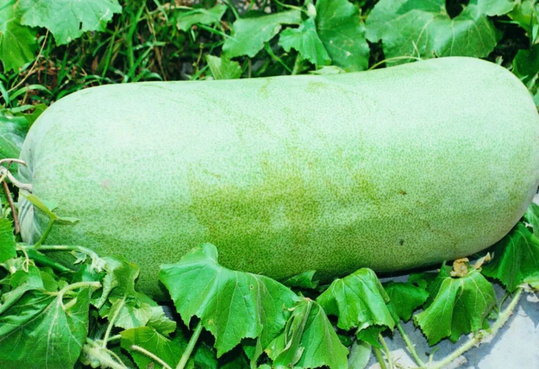 浙江人常吃的蔬菜有哪些,幼儿园常吃的蔬菜有哪些