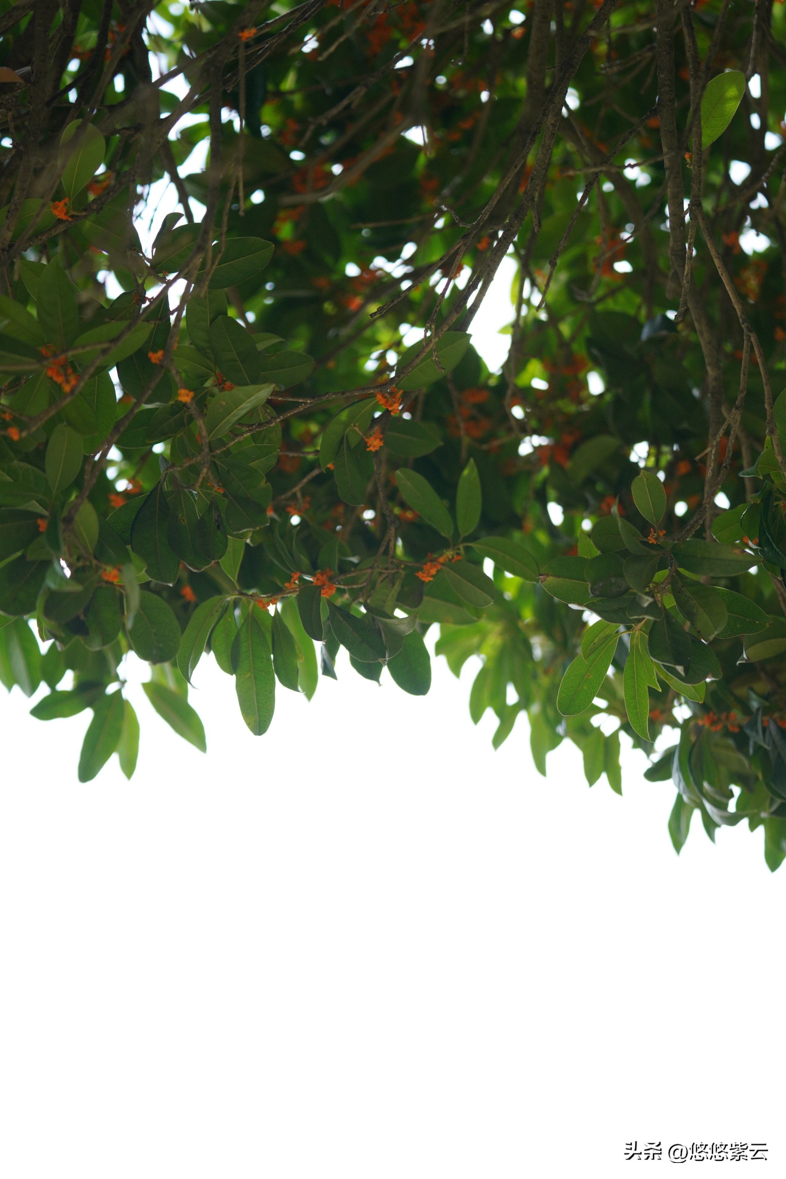 襄阳桂花,襄阳八月桂花遍地开