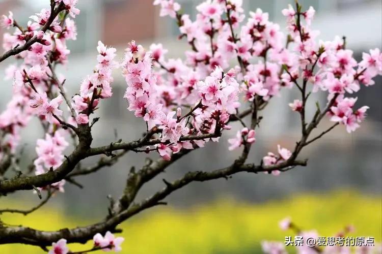 诗经桃之夭夭宜室宜家,桃之夭夭古诗及翻译