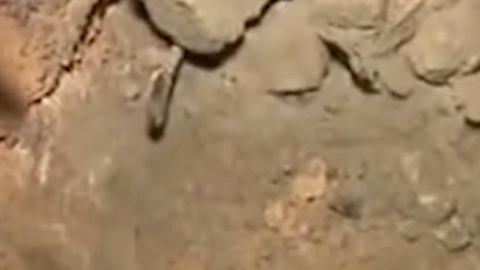 八旬老人昏迷医生救人,老人重病用什么草药救命