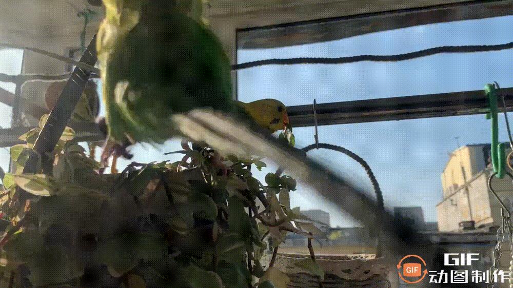 家里的花都被猫弄了怎么办,家里的花被别人摘了怎么办