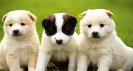 宠物病后怎么恢复饮食正常,宠物术后饮食食谱