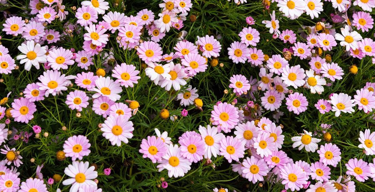 洋甘菊摆家里,家里放几盆清香木盆栽