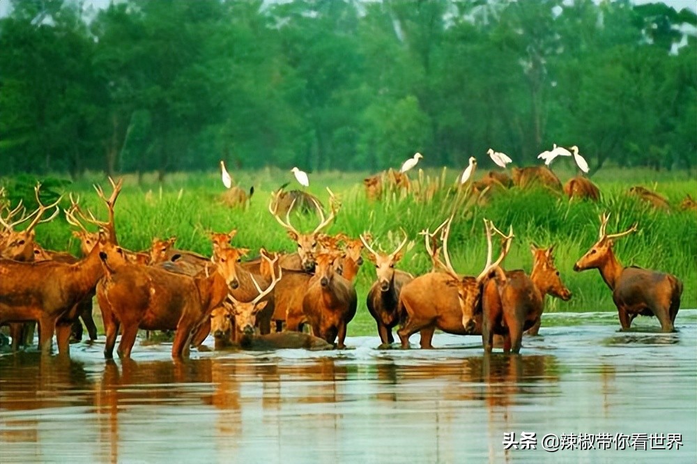 盐城最大的海边城市,盐城海岸线为何一直延伸
