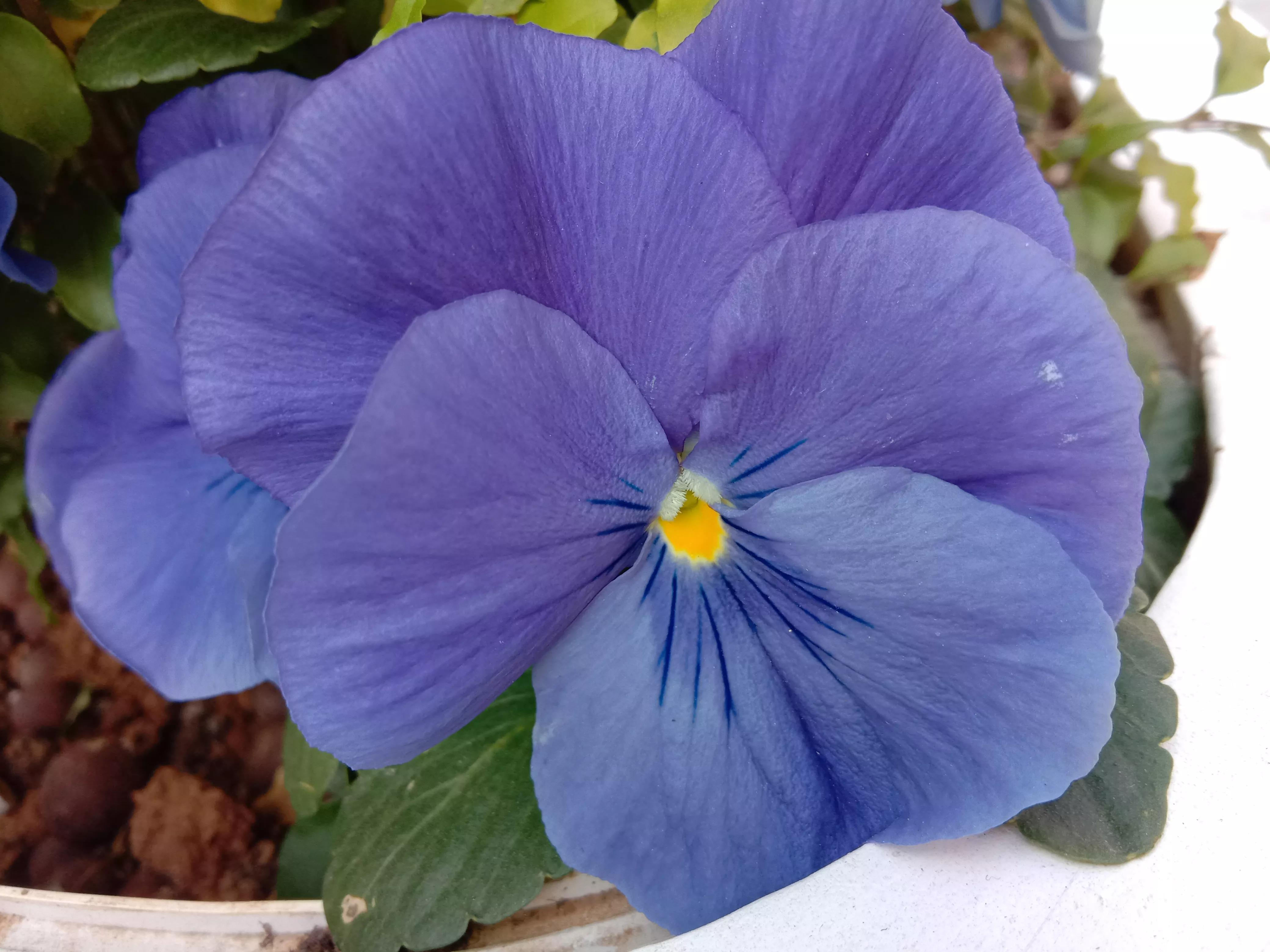 花开花香浓郁,花开花香粤语