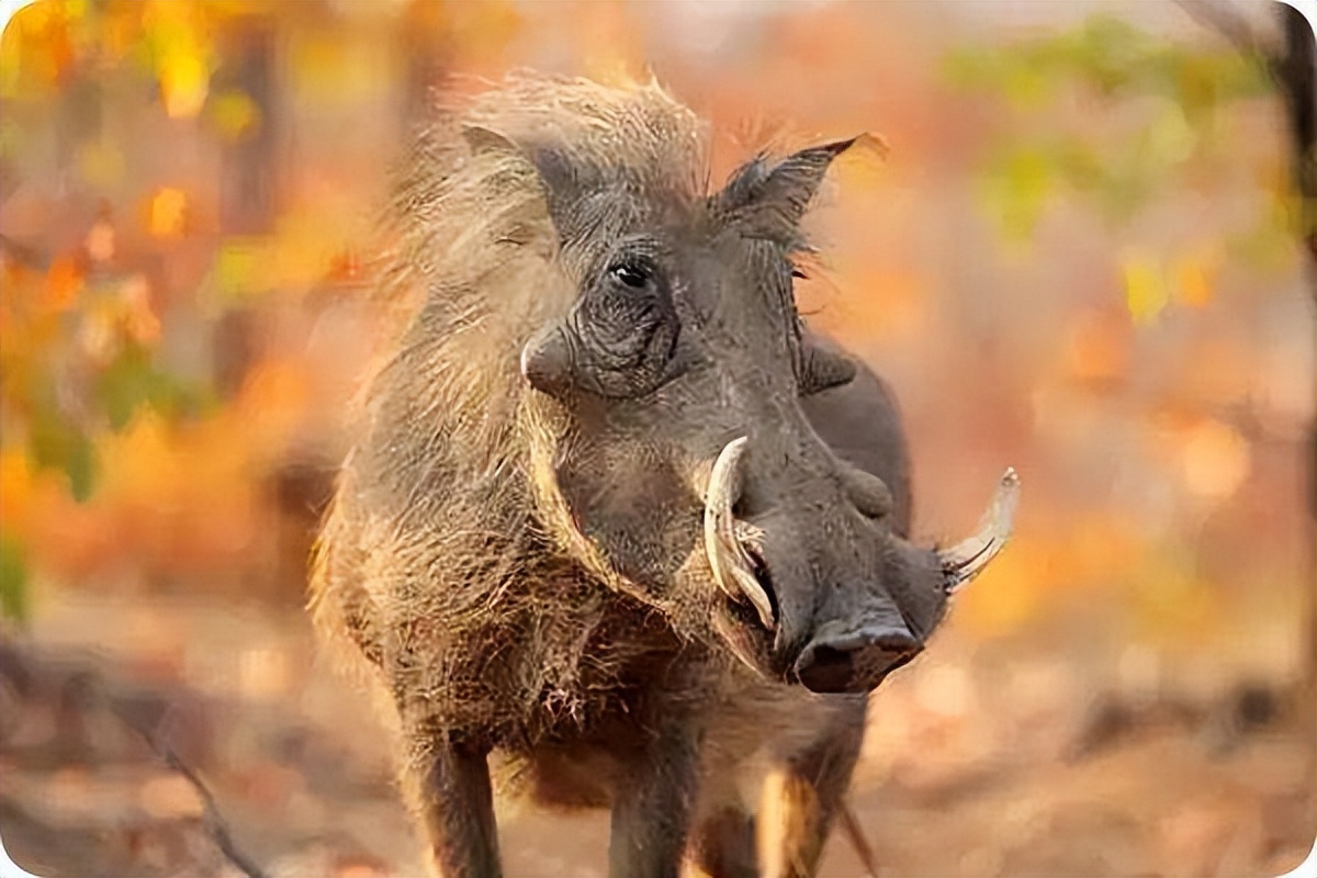 猪为什么是蛇的天敌呢,猪为什么怕蛇的天敌