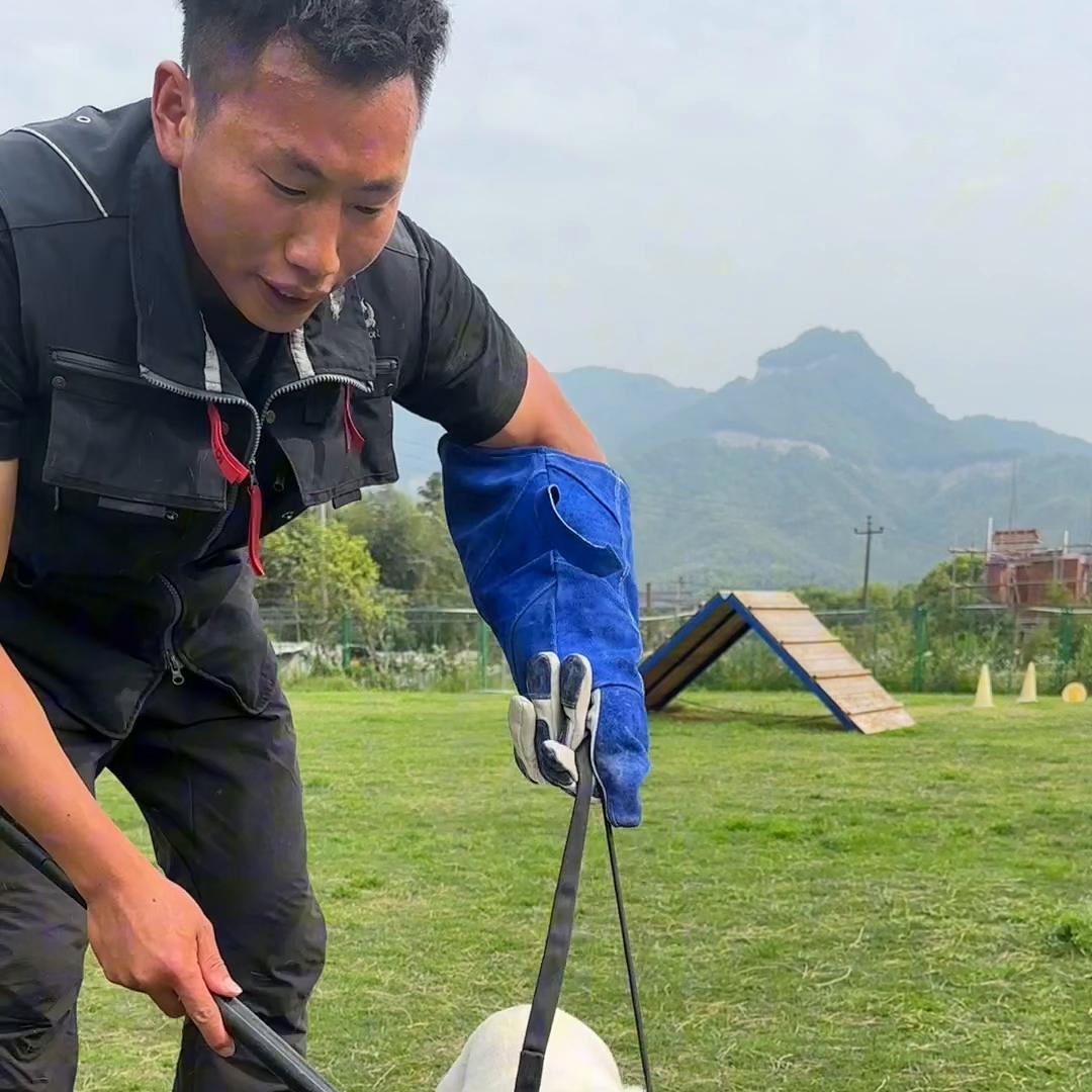 才一个多月的拉布拉多怎么养,几个月的拉布拉多会懂事