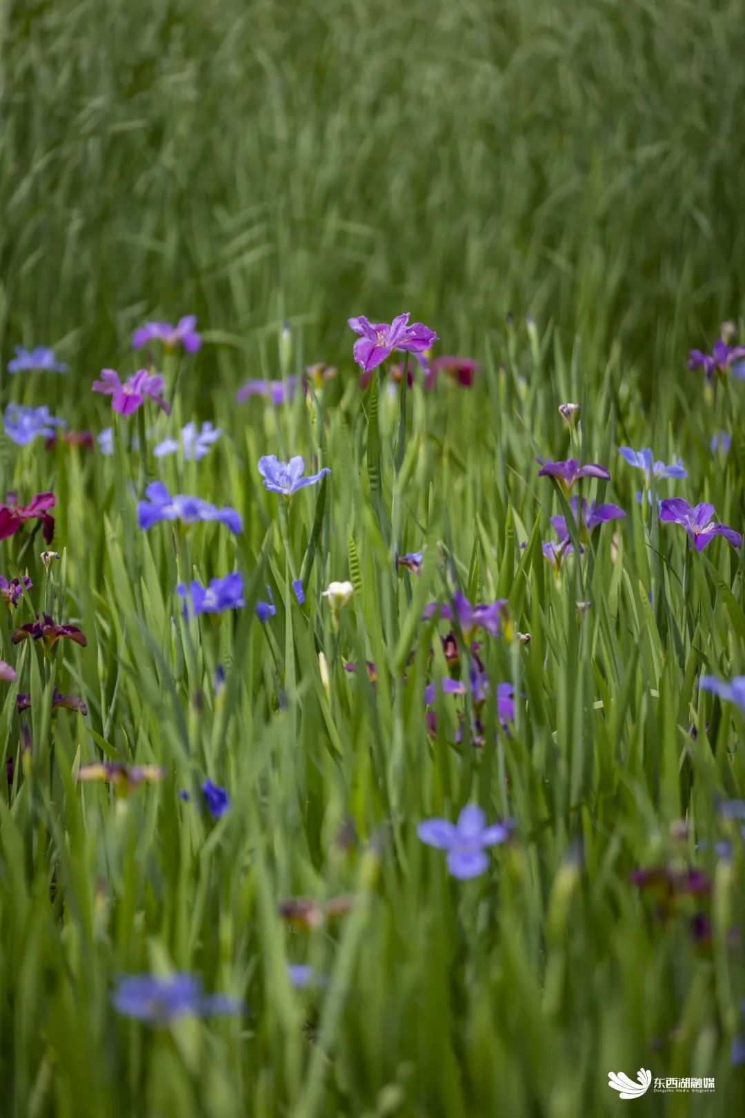 武汉东西湖奥林匹克花园,武汉东西湖碧海花园