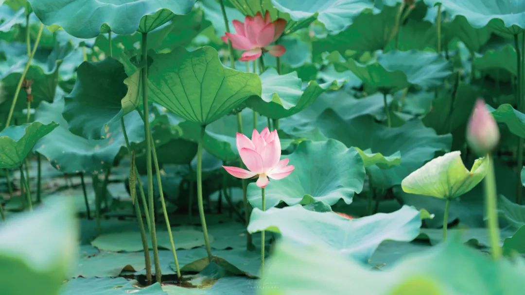 夏至时节最美诗词与佳句,夏至最美的诗句