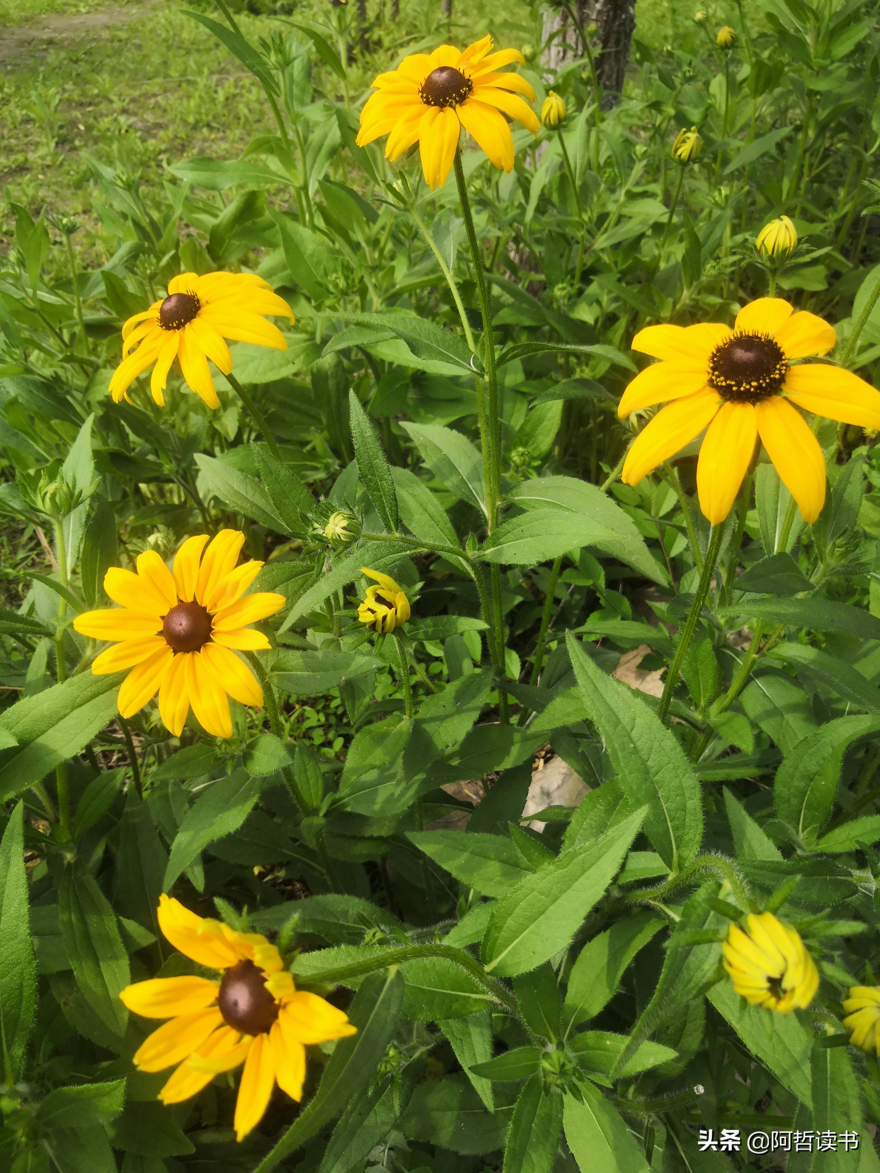 黑心金光菊:花名不雅,花姿灿烂,菊花里独特耀眼的一款