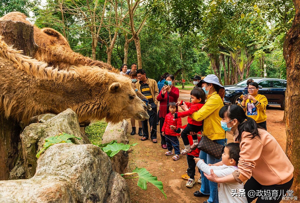 广州出发四天三晚旅游推荐亲子游,上海亲子游旅游2-3天详细攻略