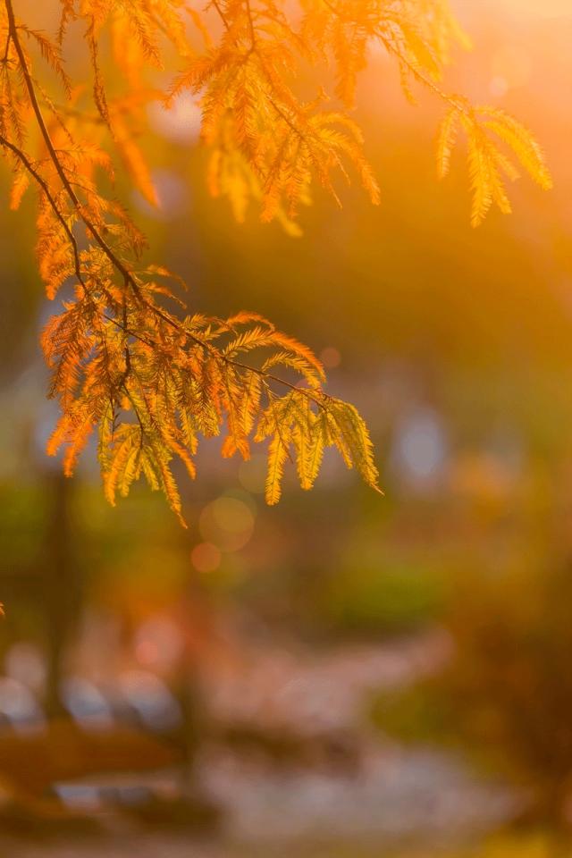 没有谁天生要强下一句,没有谁天生强势完整版