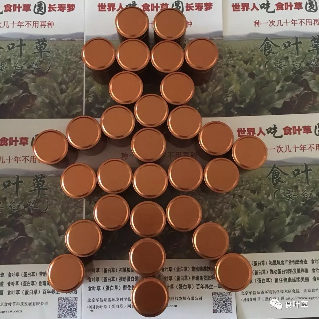 食叶草植物蛋白固体饮料,细品食叶草茶文化