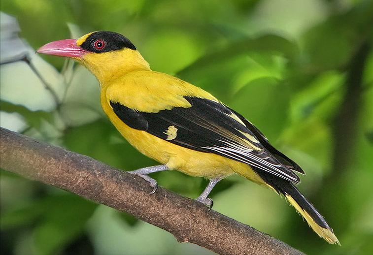 50张最佳鸟类摄影作品,鸟儿大全大图