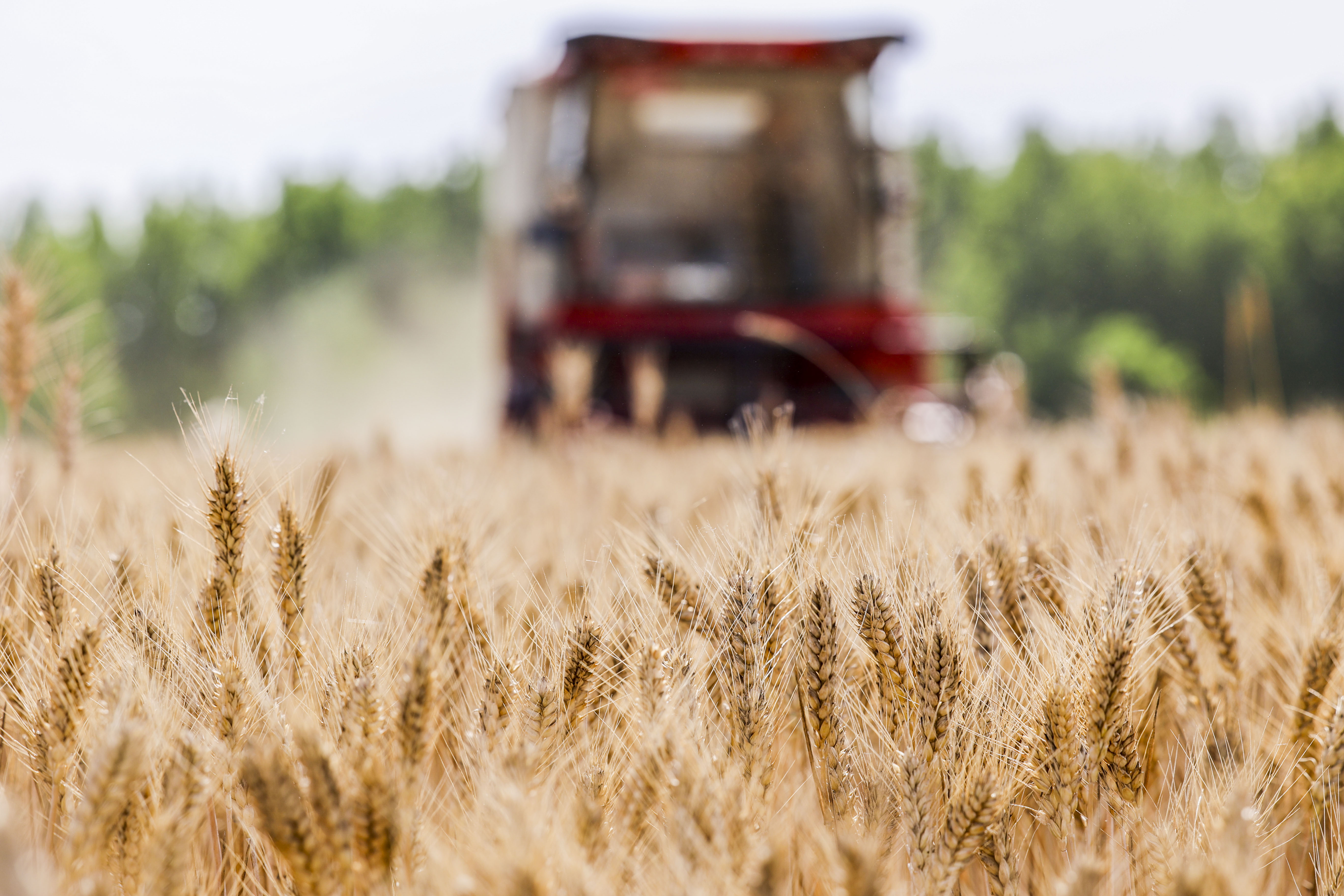 小麦丰收的画卷在错水河畔铺展，徐村麦浪滚滚，“丰”景如画