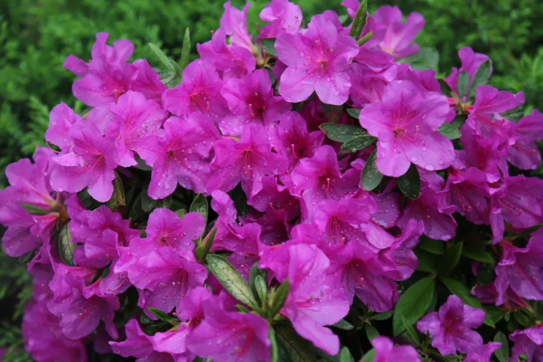 271教育|芳菲万里等你相遇——第一山无限*光春**好