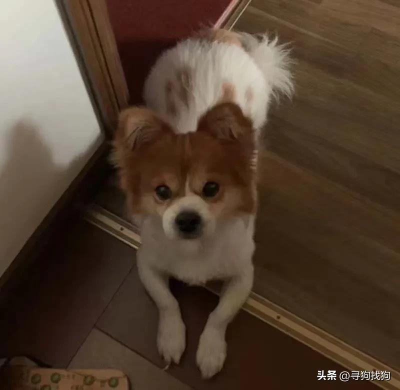 深圳寻找蝴蝶犬,广州寻狗团队是怎么找的