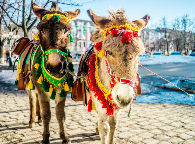 二驴火的原因,二驴是怎样火起来的