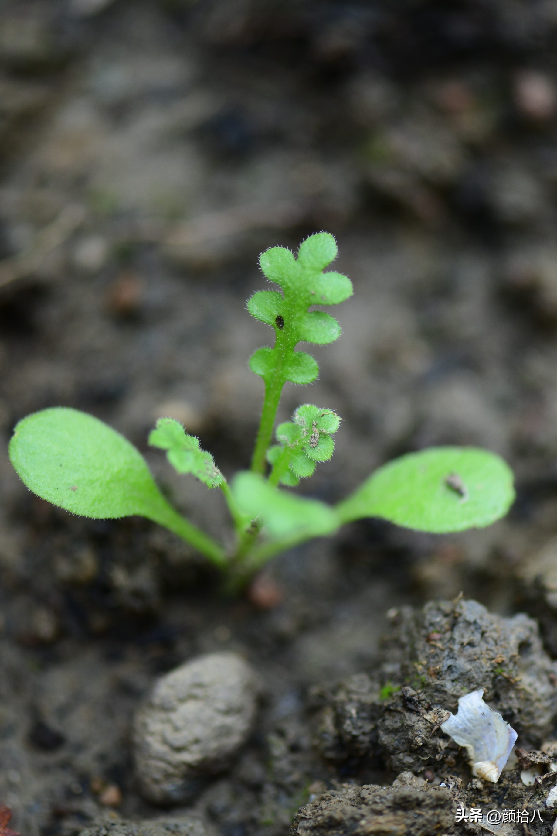 天冷怎么注意植物冻死,植物怕冷怎么过冬