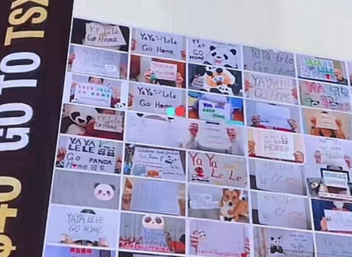 多位明星为国宝丫丫发声！黄晓明惹争议，身为熊猫大使出面太晚