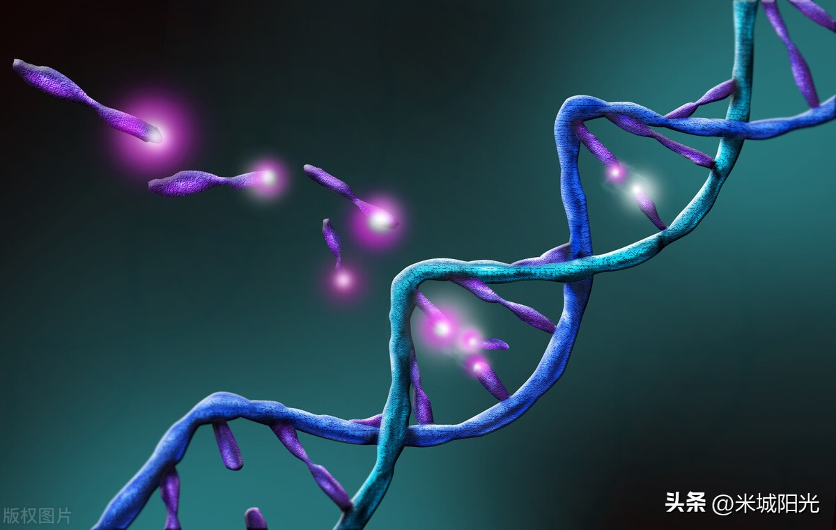 男女遗传基因决定生男孩还是女孩,生男生女到底是由什么原因决定的