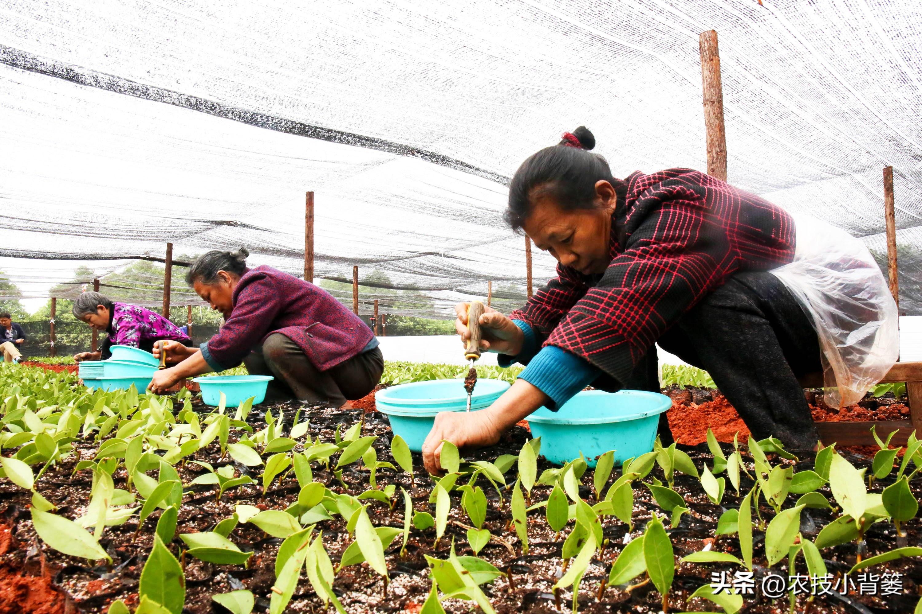茶花扦插用什么方法成活率高,夏季扦插茶花枝条必须马上扦插吗
