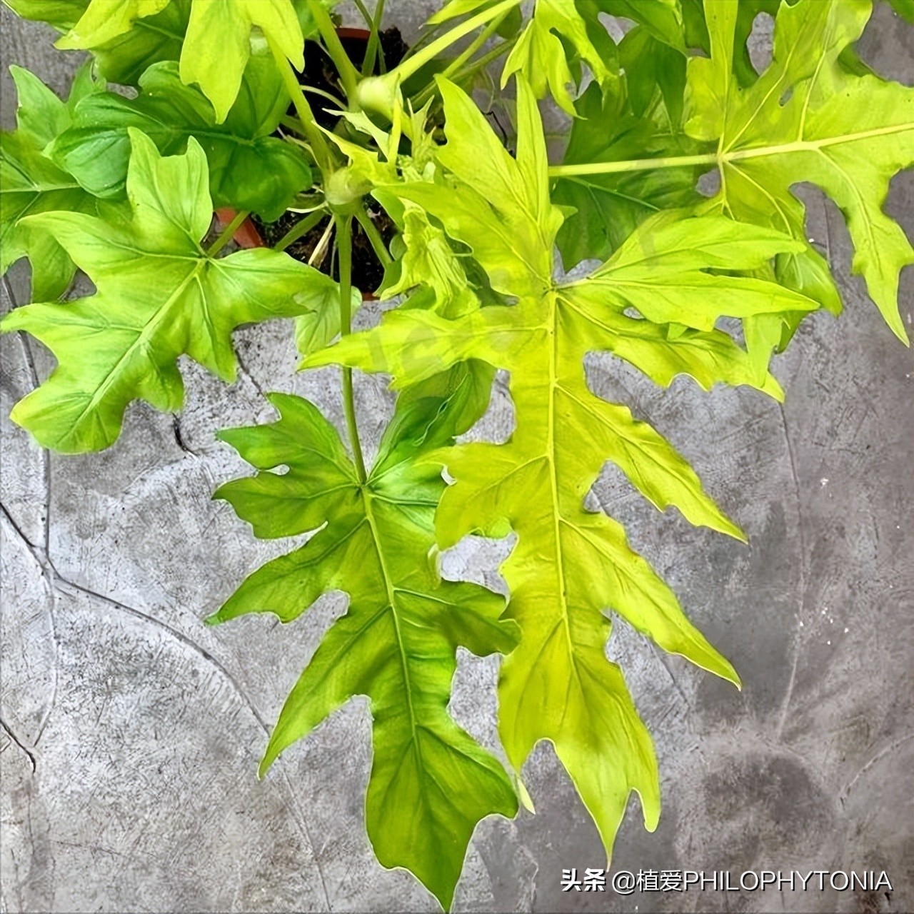 室内大叶片的植物有哪些,有颜色的植物适合室内养殖