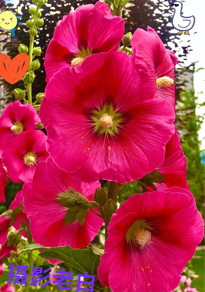 生活的极致就是化繁为简,极简是一种生活态度越简单越精致