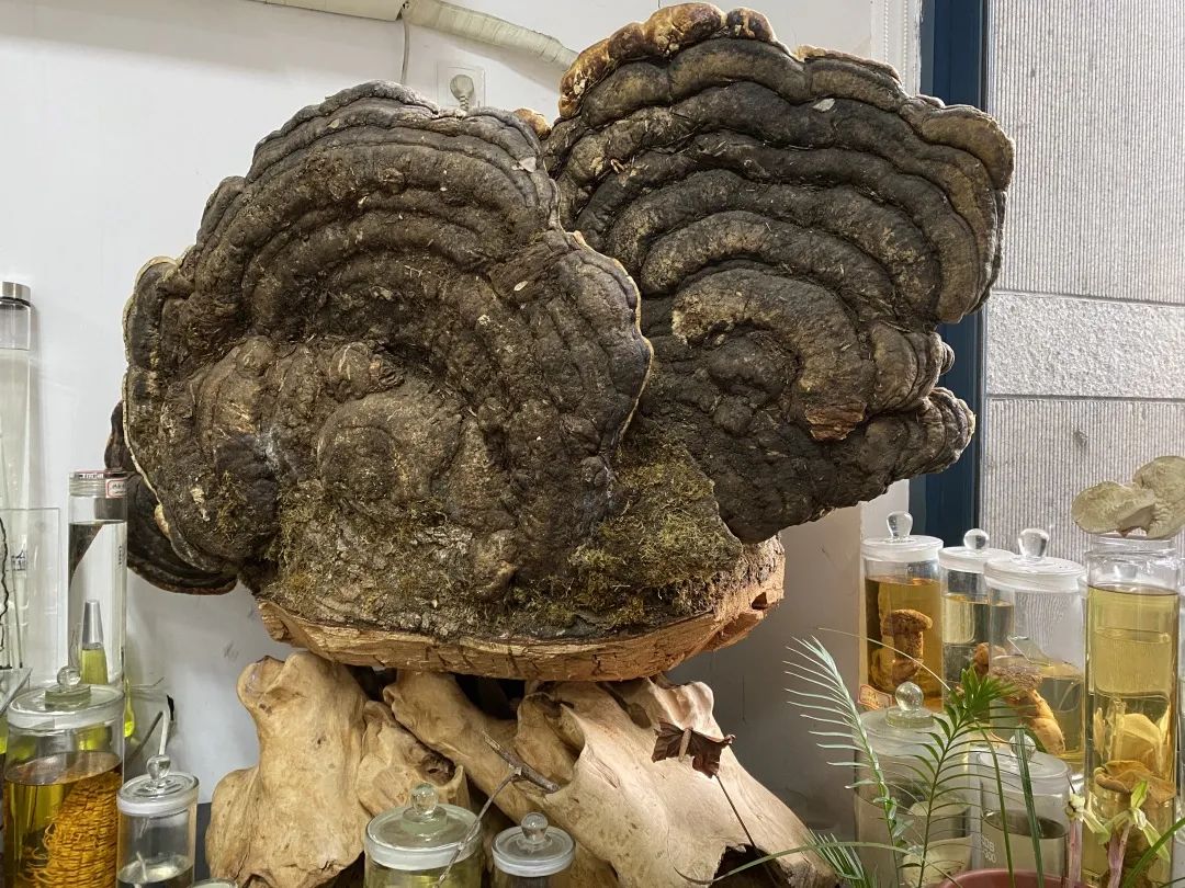 浙大博物馆十大镇馆之宝,浙大考古与艺术博物馆