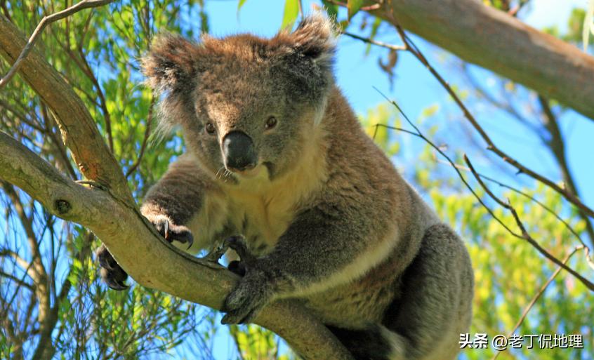 世界杯巡礼桑巴军团6,世界杯袋鼠军团