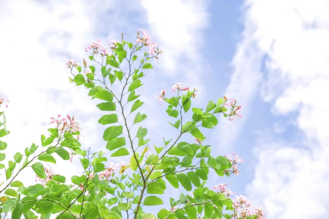 深圳百米长「纯白登山梯」，打卡绝了