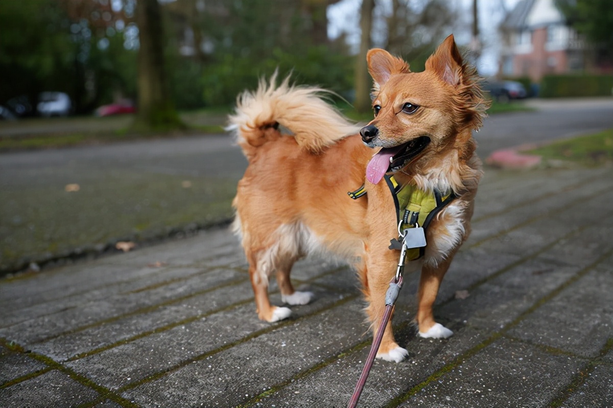 索尼a100口碑,索尼a1第二代会有什么提升