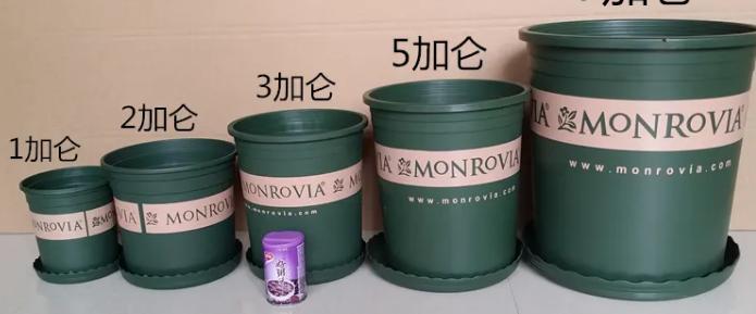 加仑盆和普通盆有什么不同,怎样识别加仑盆和普通盆