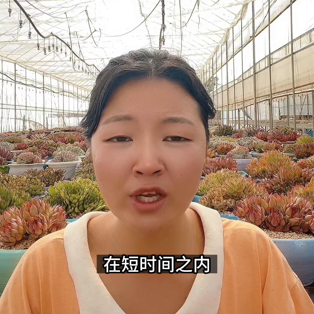 多肉植物叶子化水怎么办,多肉植物化水是什么原因