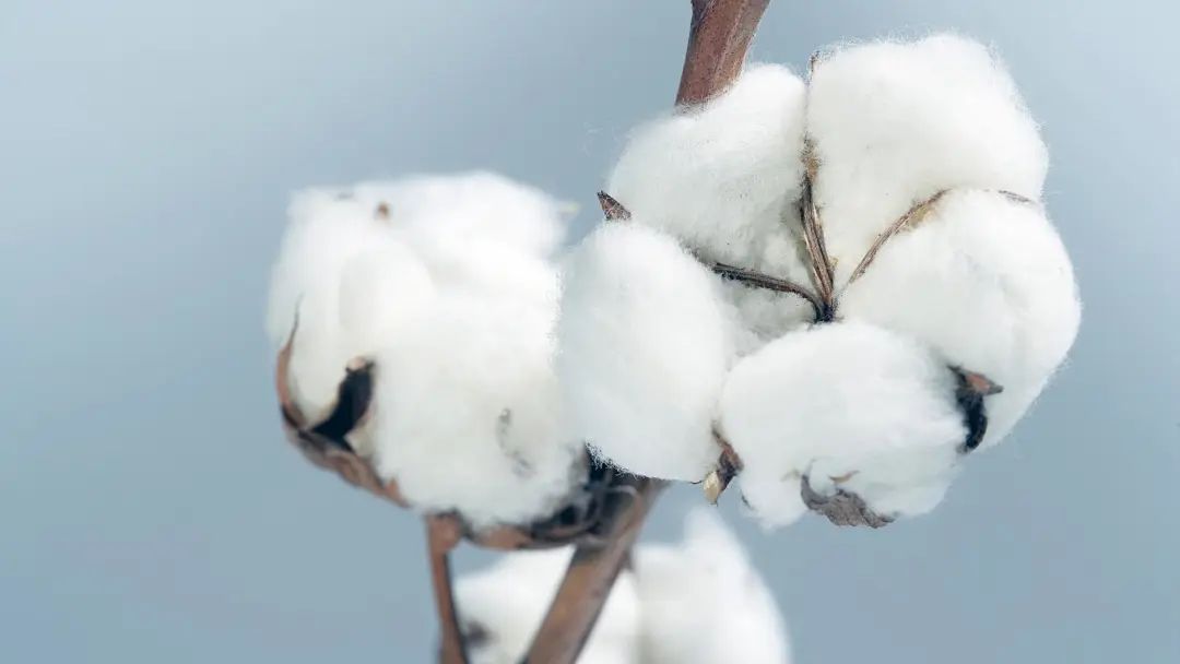 品牌如何超越产品去联结顾客？全棉时代思考