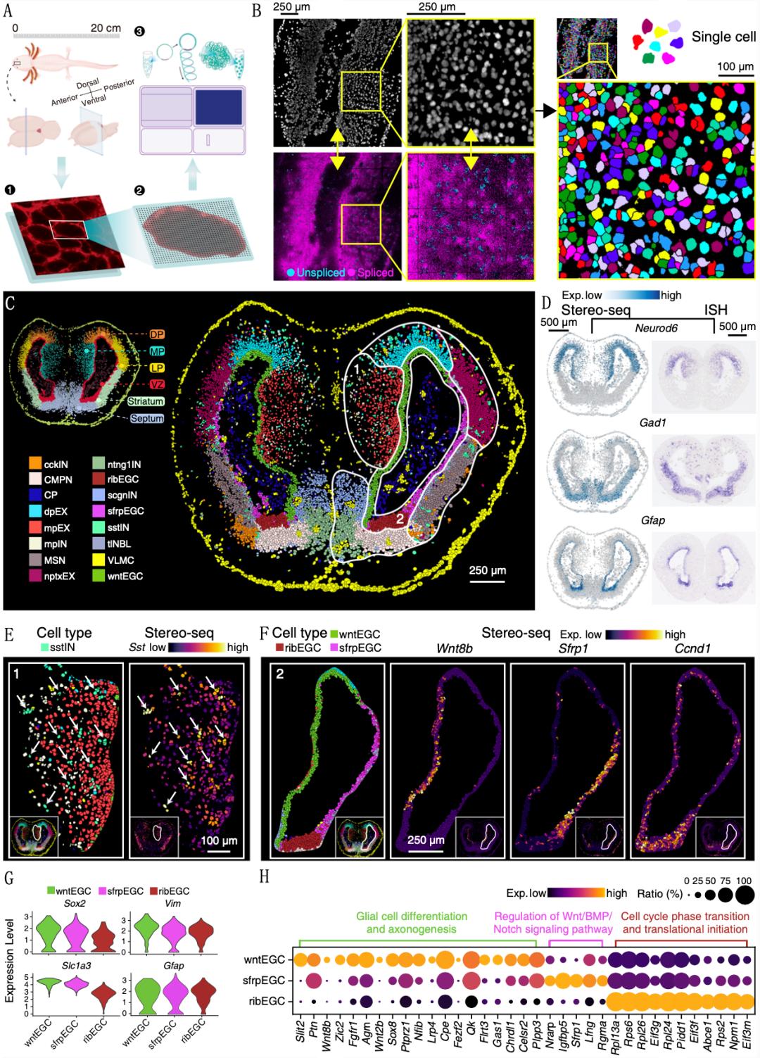 海关查处的蝾螈有哪些,上海海关查获蝾螈后续