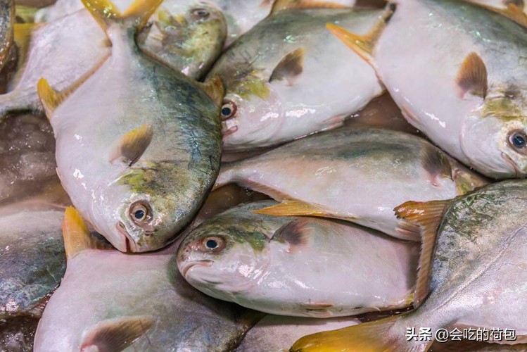 春季养生要吃鱼8种鱼最肥美,春天多吃鱼推荐5款好吃的鱼类