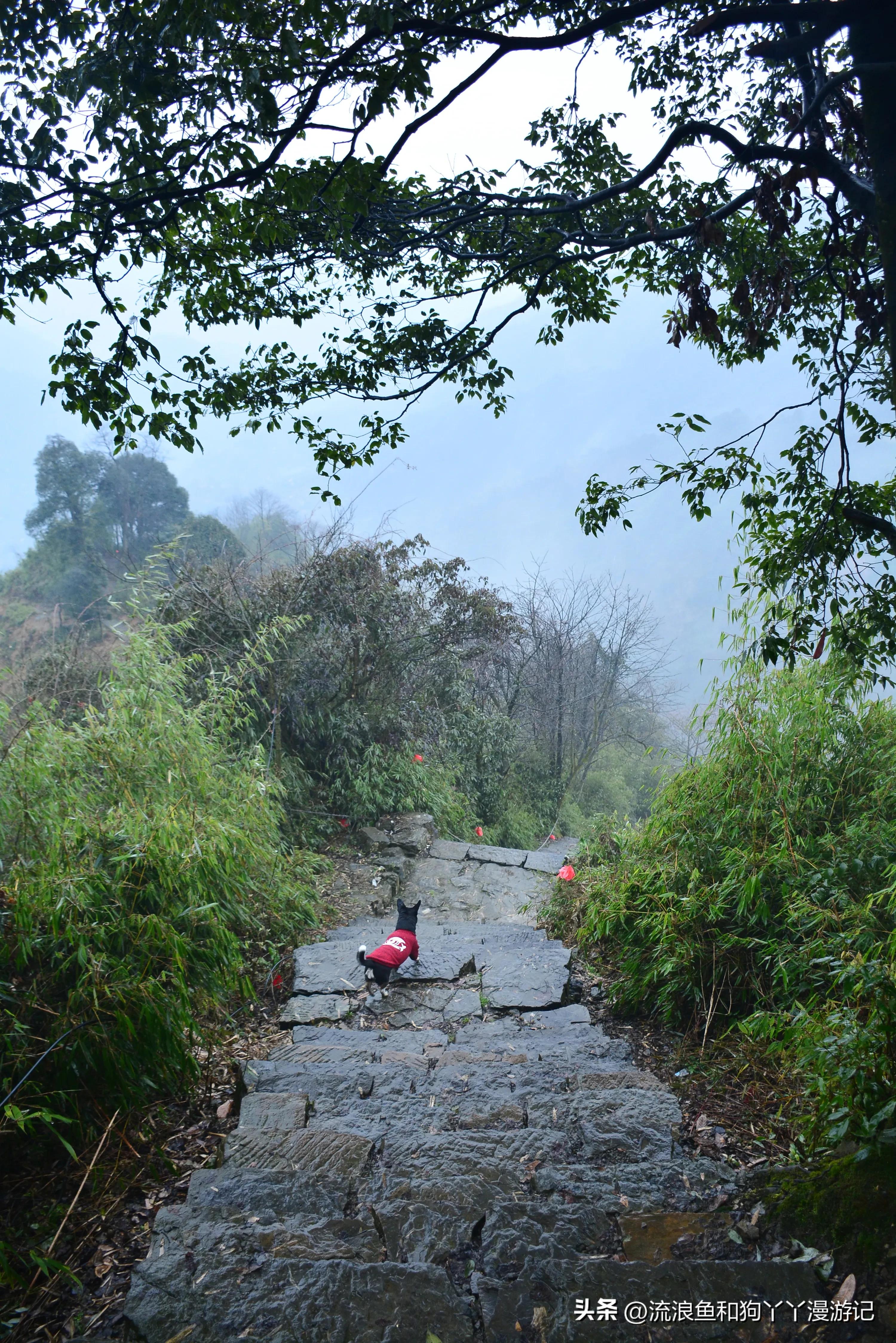 四月份成都近郊一日游好去处,2022成都近郊看雪一日游最佳去处