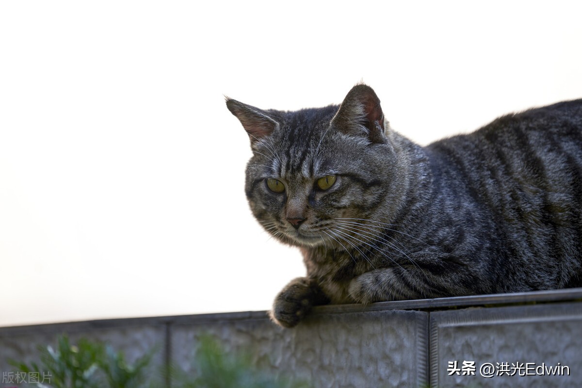 流浪狸花猫被暴打致死,狸花猫爬十楼打伤宠物猫