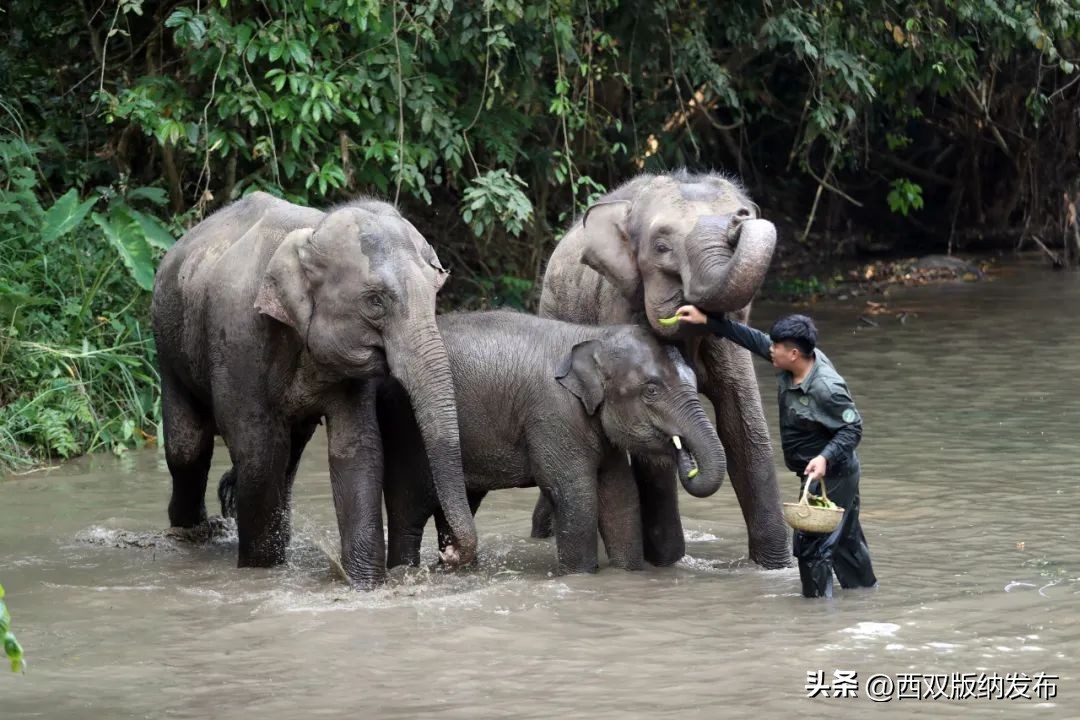 西双版纳植被覆盖率在全国排名,西双版纳森林覆盖率和负氧离子