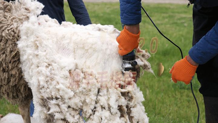 薅羊毛指南已送达请查收,终极薅羊毛指南