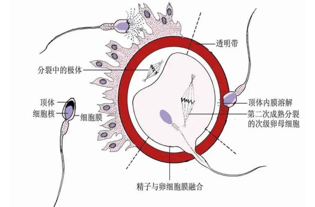 当精子和卵子相遇后还会排卵吗,精子遇到卵子一生的运气