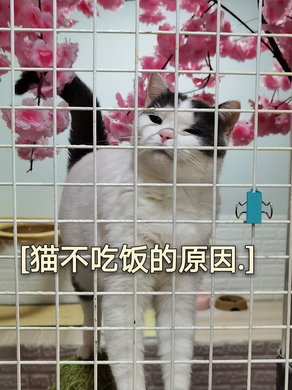 猫咪这几天食欲不好怎么办,猫咪食欲变得特别差怎么办