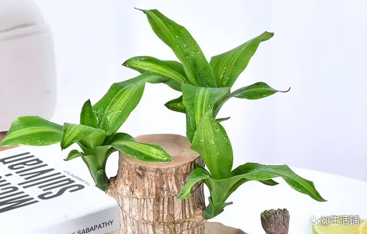 巴西木养殖方法与注意事项,巴西木秋季的养殖方法和注意事项