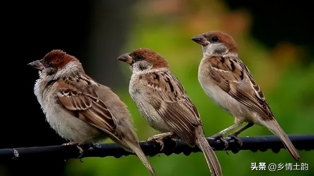 黄立新：骂街的女人