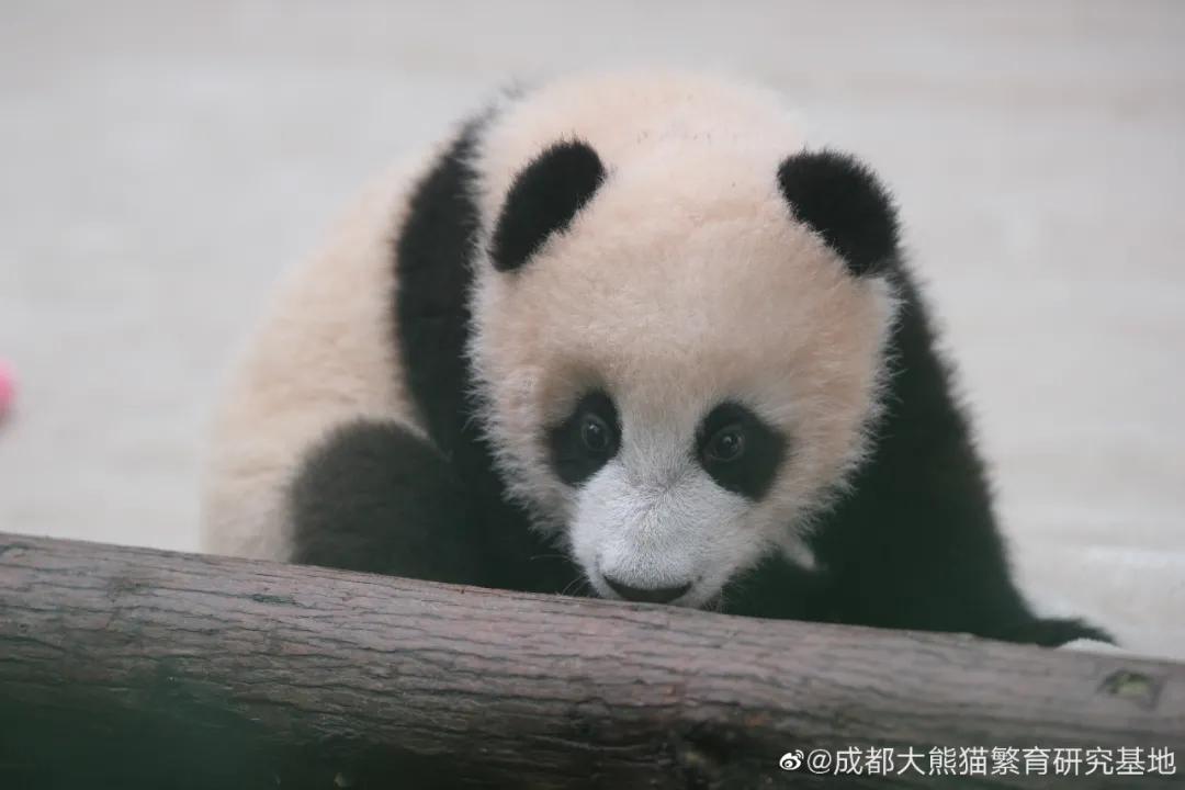 成都一晚最值得打卡的地方是哪里,去成都必要打卡的几个地方