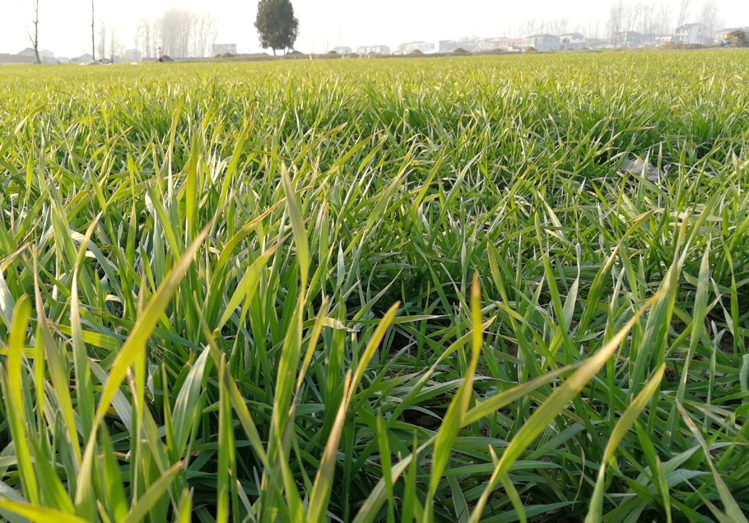 小麦追肥最佳时期什么时候,小麦追肥的正确方法